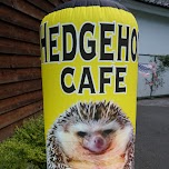 hedgehog cafe HARRY in Tokyo in Tokyo, Japan 