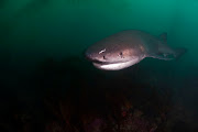 Seven gill shark. File photo.