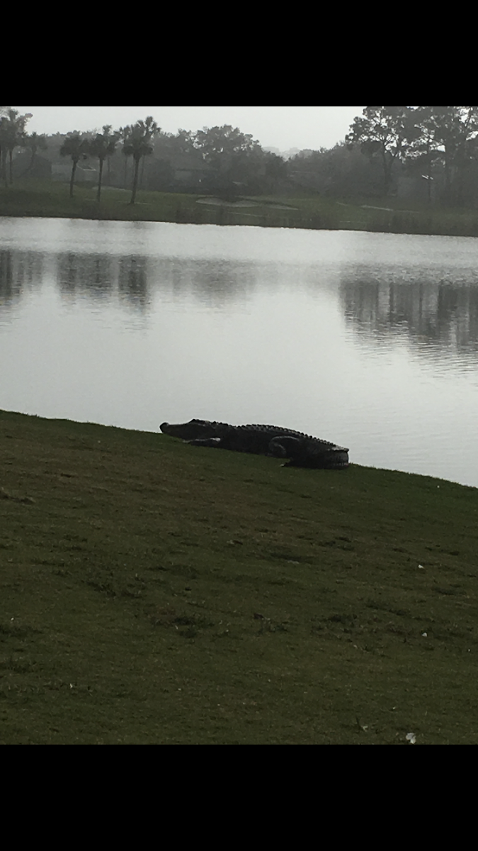 American alligator