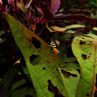 Aztec spur throat grasshopper