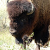 American bison