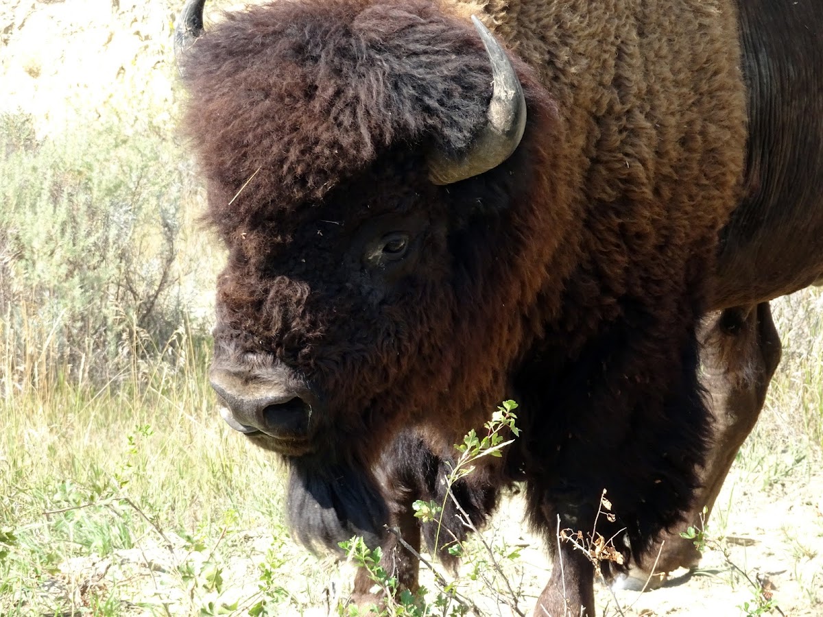 American bison