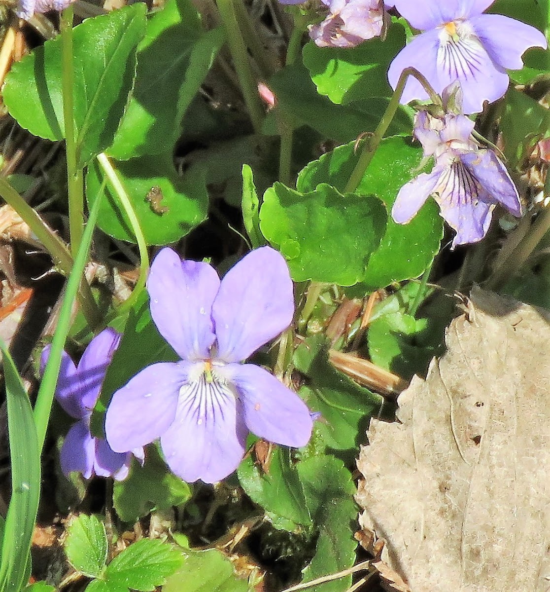 Heath Dog-violet