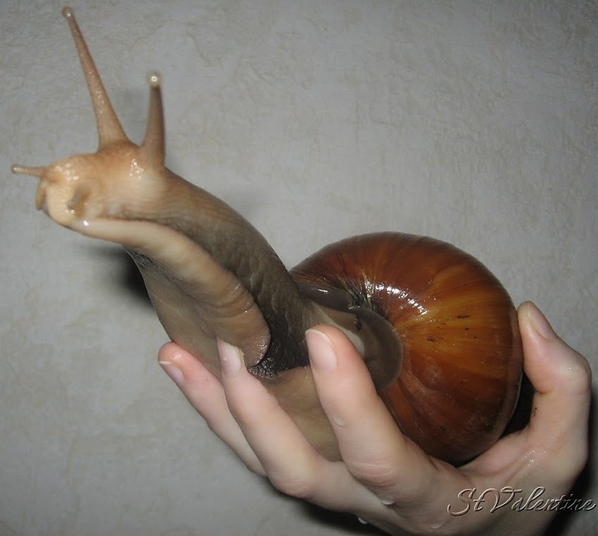 Achatina achatina, o caracol terrestre gigante