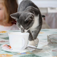 All'improvviso mi è sembrato di vedere un gatto di 