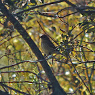 Yellow-rumped Warbler