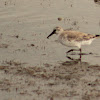 Red Knot