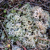 Coral Lichen