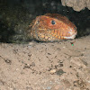 Caiman Lizard