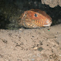 Caiman Lizard