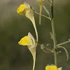 Large-flowered Fluellin