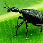 Black leaf-rolling weevil