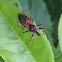 Assassin Bug