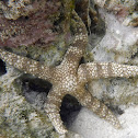 Warty Sea Star