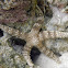 Warty Sea Star