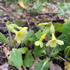 Primula