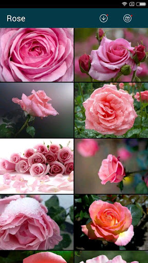 免費下載個人化APP|Beautiful Rose Wallpapers app開箱文|APP開箱王