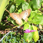 White Peacock