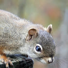 American Red Squirrel