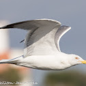 Yellow-legged Gull