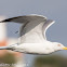 Yellow-legged Gull