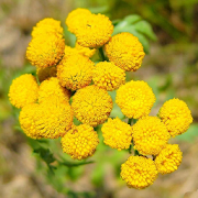 Tansy Jigsaw Puzzles 1.0 Icon