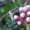 Irish Plume Moth