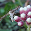 Irish Plume Moth