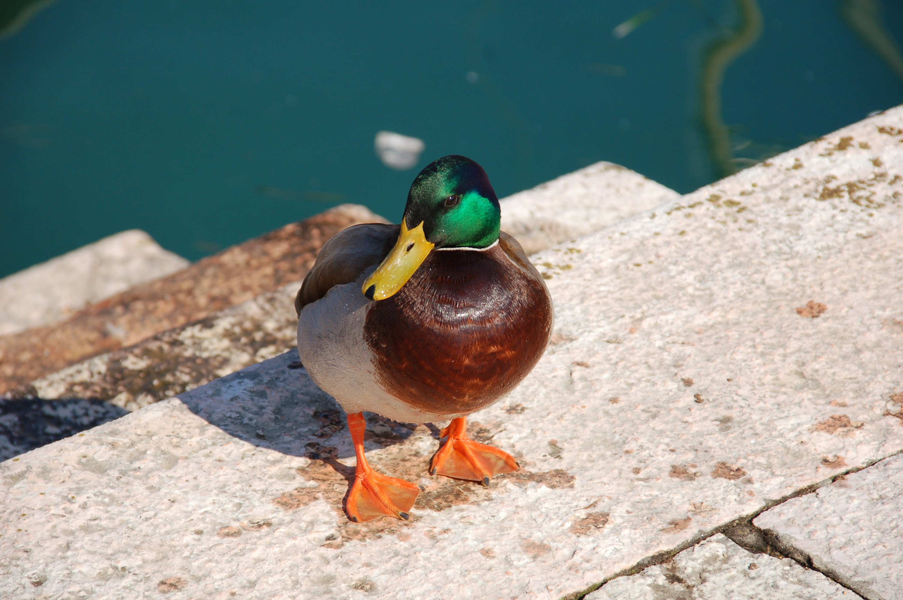 Germano al lago di Garda di Andreaaa