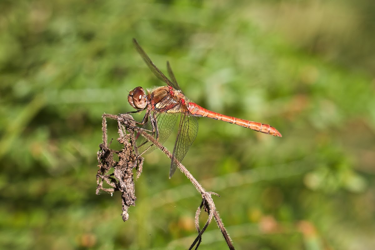 Common Darter