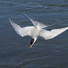 Forster's Tern