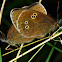 Ringlet Butterfly