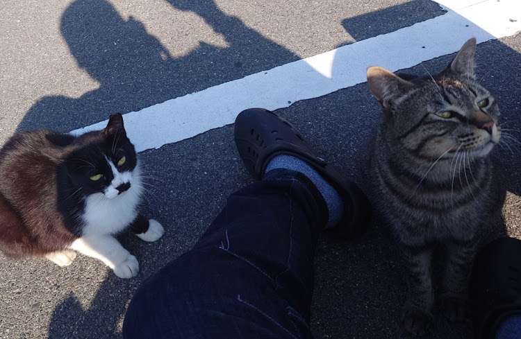 RAV4のいつもイイネ&コメントありがとうございます🙇‍♂️・好きなアングル・猫と愛車・井戸端会議に関するカスタム事例の投稿画像5枚目