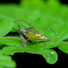 Lynx Spider