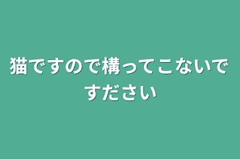 猫だから構わないで！