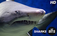 Sharks HD Wallpapers Shark New Tab Theme small promo image