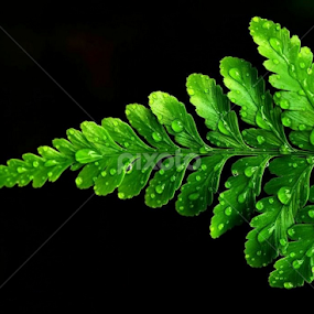 by Niney Azman - Nature Up Close Leaves & Grasses