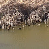 Pied-Billed Grebe