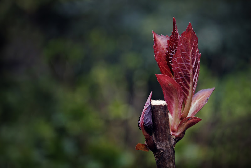 Il risveglio della primavera di Hanami