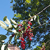 western chokecherry