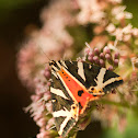 Jersey tiger