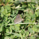 Lesser Grass Blue (Male)