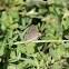 Lesser Grass Blue (Male)