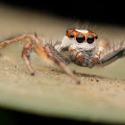 Two Striped Telamonia Male