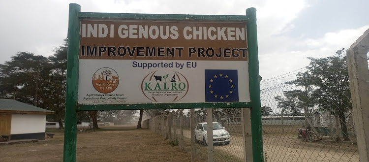 Poultry unit in Dairy Research Institute in Naivasha; capacity to produce the improved indigenous chicken has increased due to demand locally and in the region.