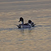 Northern Pintail