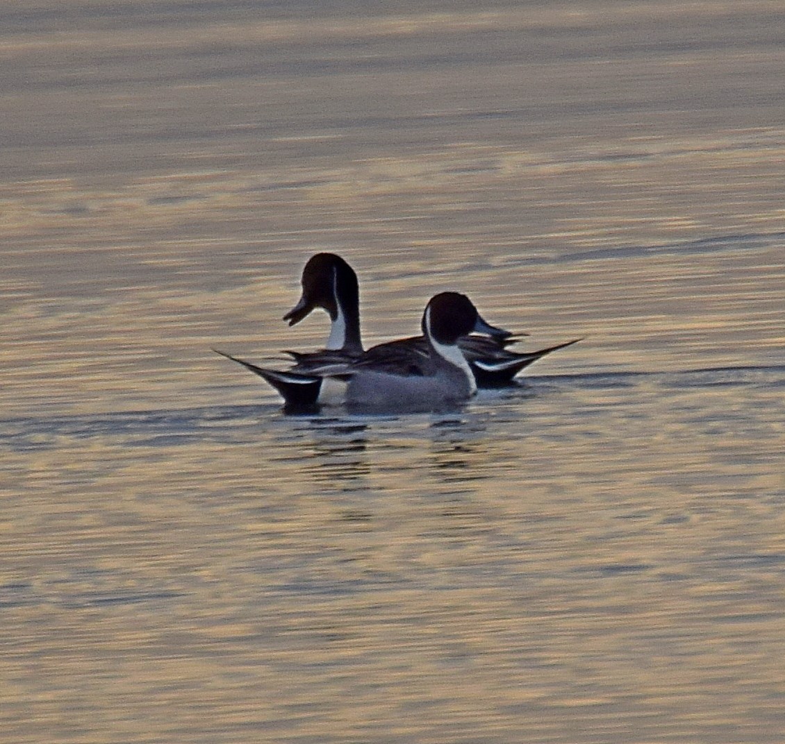 Northern Pintail