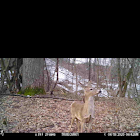 White-Tailed Deer