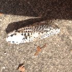 Leopard Moth