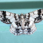 Geometrid Moth